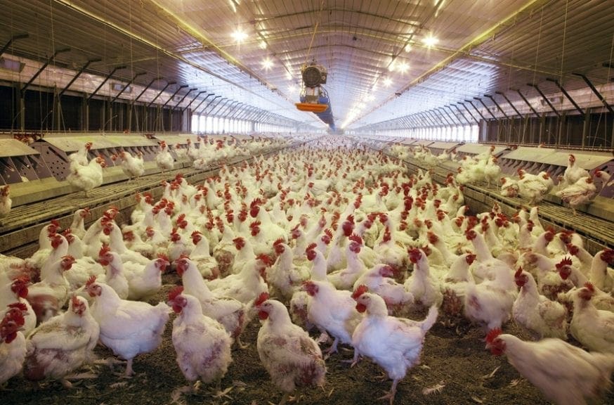 China baja aranceles al pollo, Sudáfrica los subiría