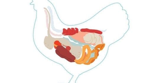 Claves para una buena integridad intestinal en las aves