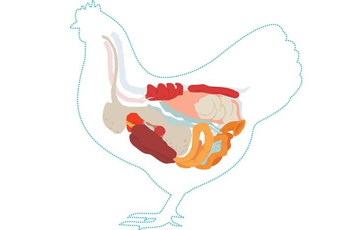 Expertos comparten lo último sobre salud intestinal aviar