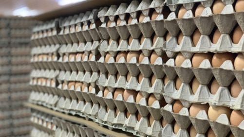 Producción de huevos en Chile aumenta 8.7% a junio 2019