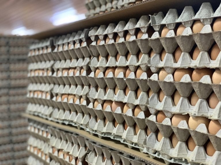Producción de huevos en Chile aumenta 8.7% a junio 2019