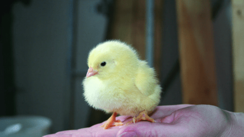 Incidencia de los probióticos en aves con estrés por calor