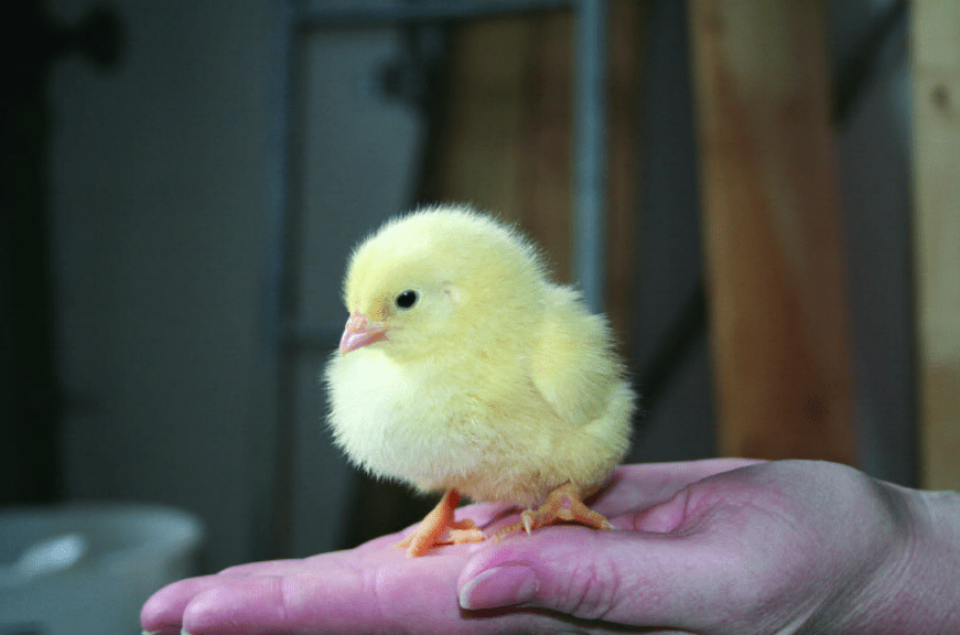 Manejo del microbioma intestinal en pollos y gallinas