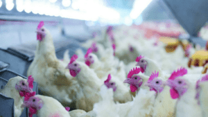Exportación paraguaya de pollo crece pese a COVID-19