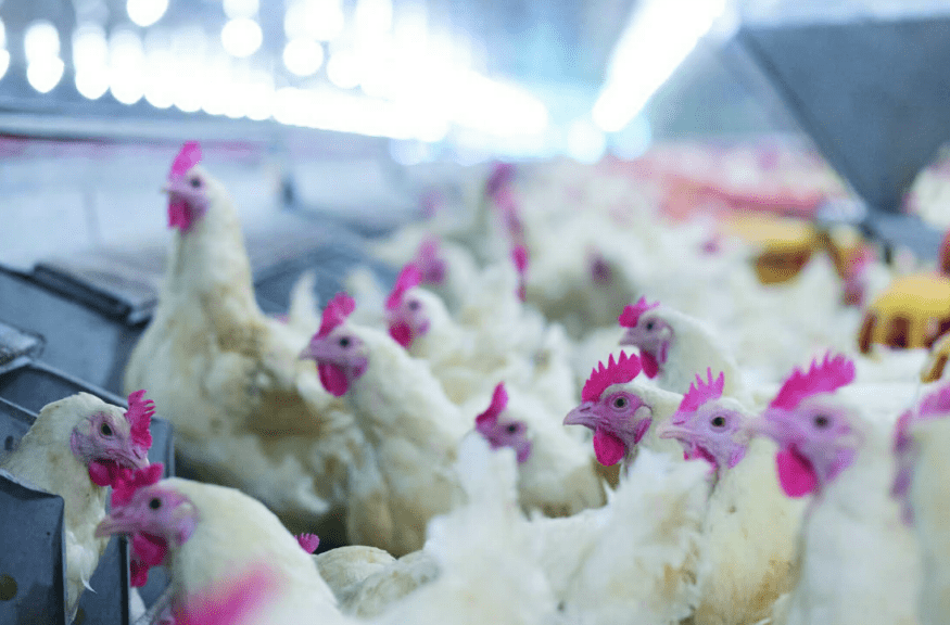 Exportación paraguaya de pollo crece pese a COVID-19