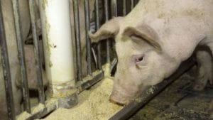 Peste porcina africana golpea tercera granja en Polonia