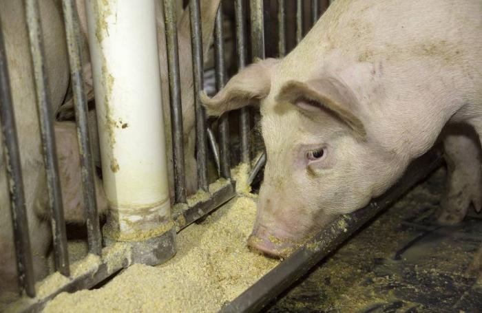 Peste porcina africana golpea tercera granja en Polonia