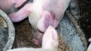 Cargill adquiere empresa de nutrición porcina en Brasil