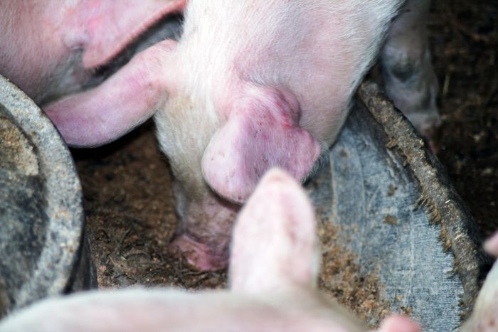 Cargill adquiere empresa de nutrición porcina en Brasil