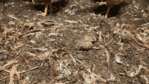 Con más eslabones, ¿despegaría biogás en avicultura?
