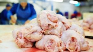 En vilo viejo sueño hondureño de exportar pollo a EE UU