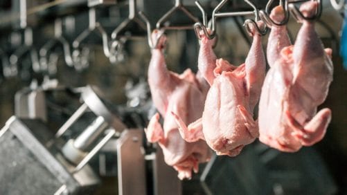 Indonesia sigue frenando ingreso de pollo brasileño