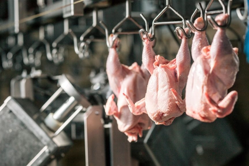 Brasil: crecen 14.4% exportaciones de pollo en mayo