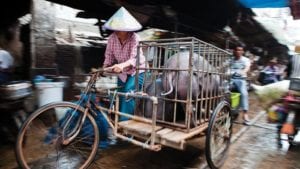 PPA provoca alza en precios de carne de cerdo en China