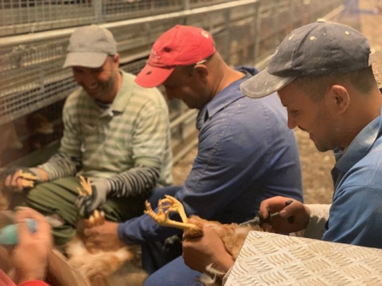 México y sus notificaciones de influenza aviar a la OIE