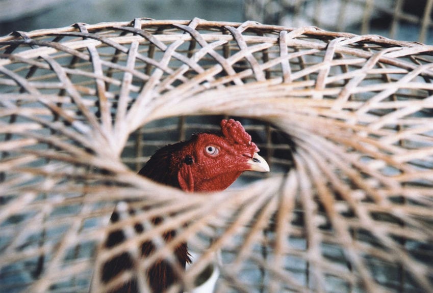 ¿Qué tanto importa pelearse con los mitos avícolas?