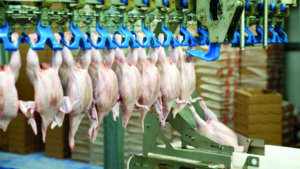 Argentina: más de 2 millones de toneladas de pollo en 2019