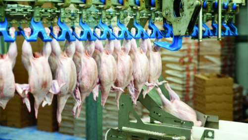 Paraguay y Perú: mayor alza en producción de pollos en 5 años