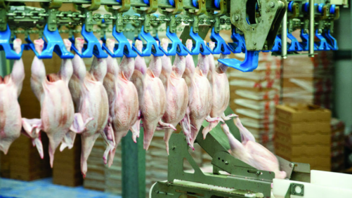 Argentina: más de 2 millones de toneladas de pollo en 2019