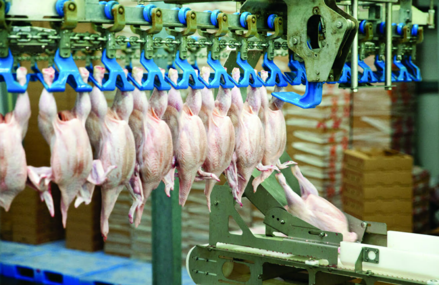 Operarios avícolas temen perder condiciones laborales