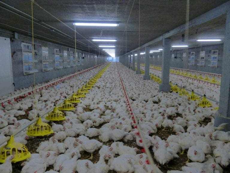 Los pollos y las gallinas tampoco tienen la culpa