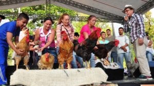 Gallinas eligen los mejores gallos criollos en Colombia