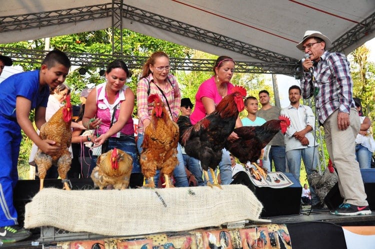 Gallinas eligen los mejores gallos criollos en Colombia