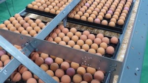 CWT Farms ofrece huevos incubables de ponedoras marrones
