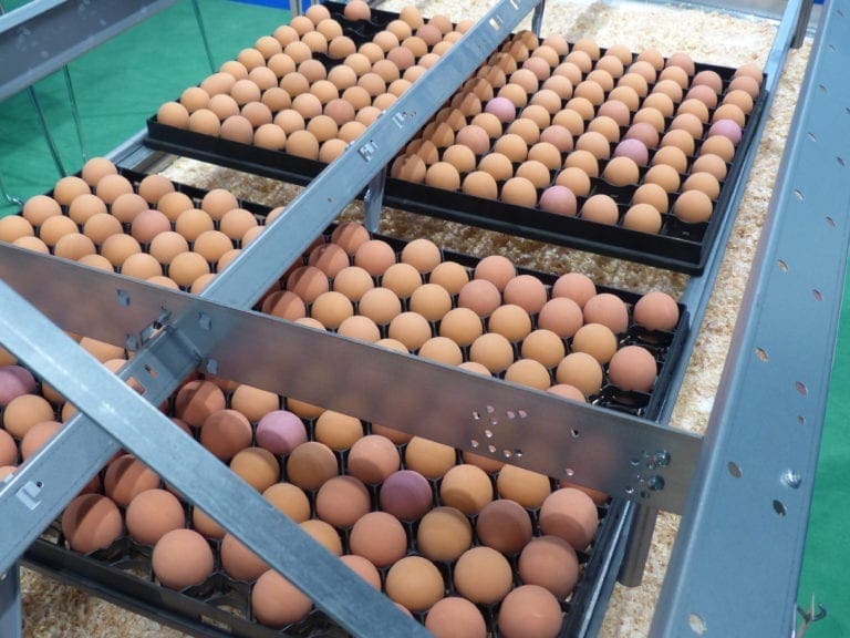 CWT Farms ofrece huevos incubables de ponedoras marrones