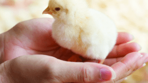 España: agroindustria define sello de bienestar animal