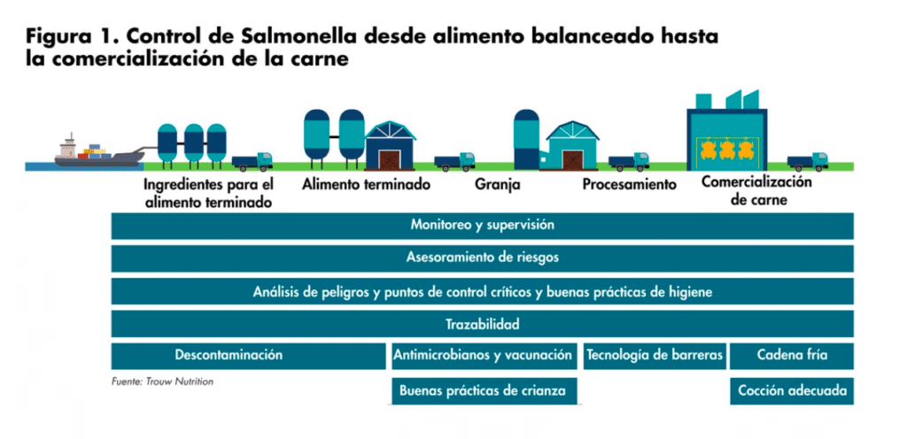 El control de la Salmonella en producción avícola