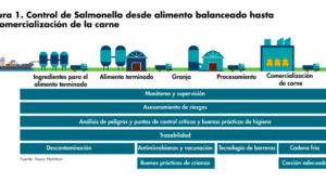 El control de la Salmonella en producción avícola