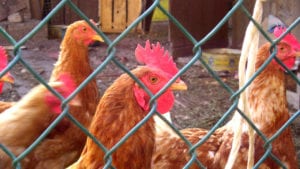 ¿Son viables los emprendimientos sociales avícolas?