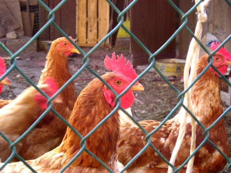 Gallinas violadas, granjas asaltadas y más babosadas