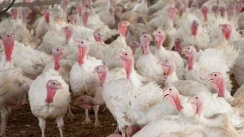Chile reporta influenza aviar de baja patogenicidad en pavos