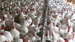 San Fernando: avicultura peruana apunta a calidad y salud