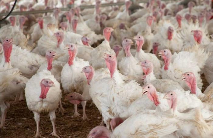 Chile reporta influenza aviar de baja patogenicidad en pavos