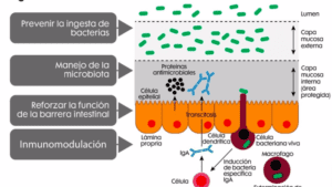 Mejore la salud intestinal y reduzca el uso de antibióticos