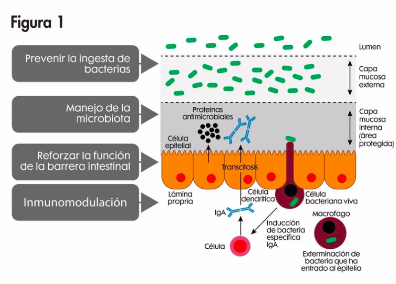 Mejore la salud intestinal y reduzca el uso de antibióticos