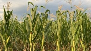 Vuelve a pasar: avicultura brasileña sufre por maíz caro