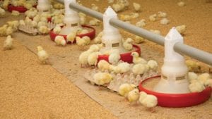 Cómo la robótica puede optimizar la producción de pollos