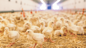 En primer trimestre, creció producción de pollo en Perú