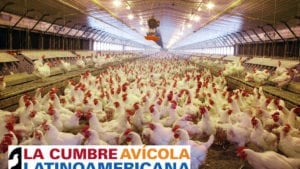 El destino de la avicultura en Latinoamérica