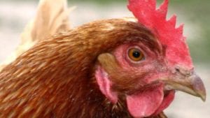 Honduras: confirman tifosis aviar en ponedoras comerciales