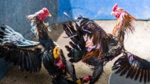 Puerto Rico lucha por continuar con peleas de gallos
