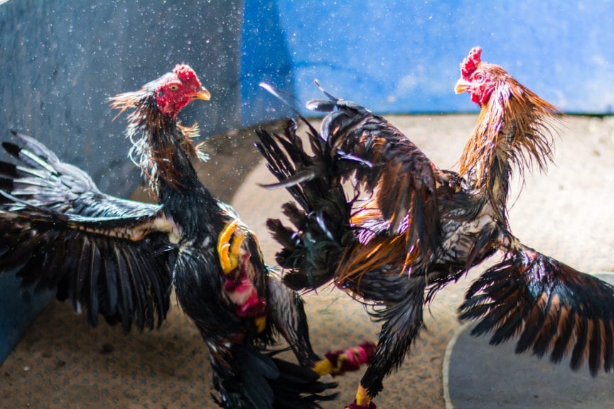 Puerto Rico lucha por continuar con peleas de gallos