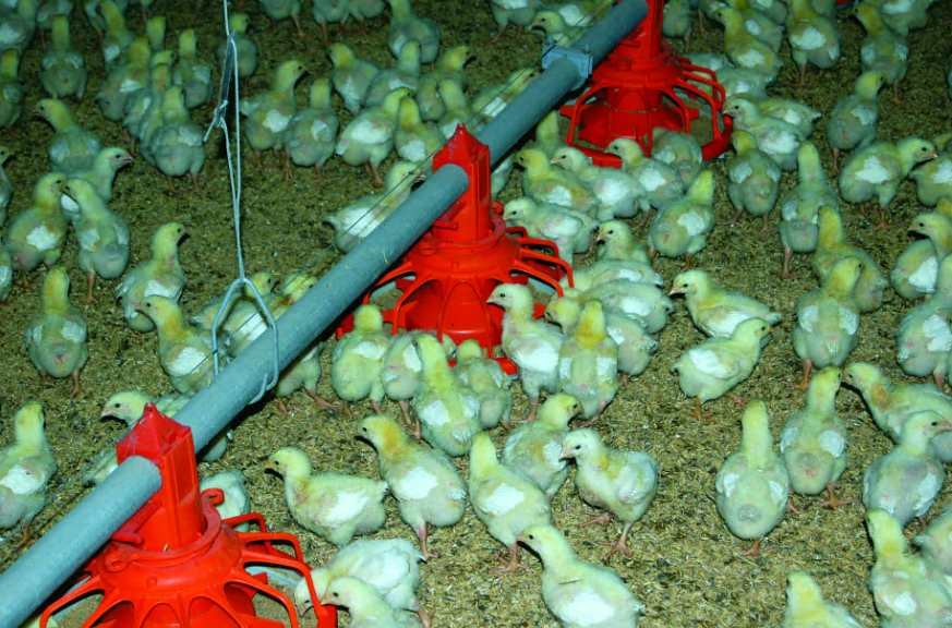 Los 5 tiempos críticos en la nutrición temprana del pollito