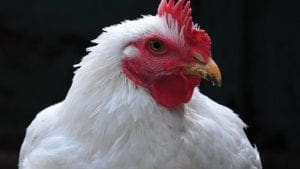 Por la PPA, el pollo es la principal proteína mundial