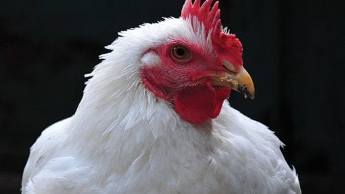 Por la PPA, el pollo es la principal proteína mundial