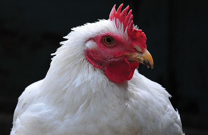 Por la PPA, el pollo es la principal proteína mundial